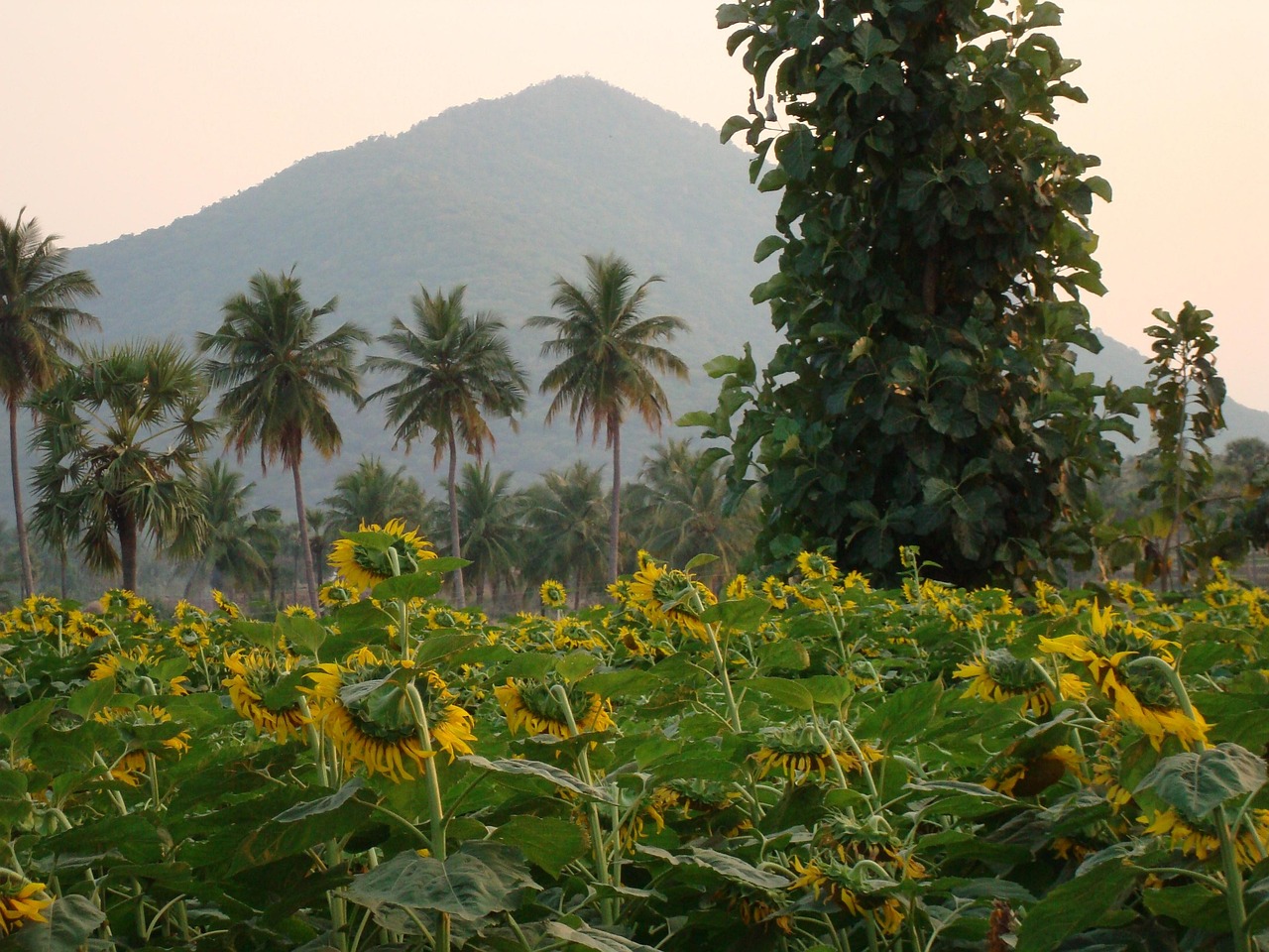 Sunflower Farm Mountain Coconut Free photo on Pixabay Pixabay