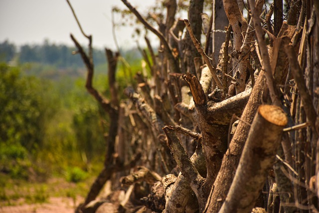 Free Firewood Wood photo and picture