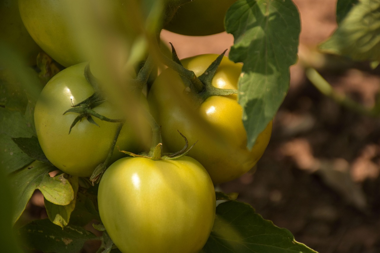 Tomatoes Fruit Plant Green Free photo on Pixabay Pixabay