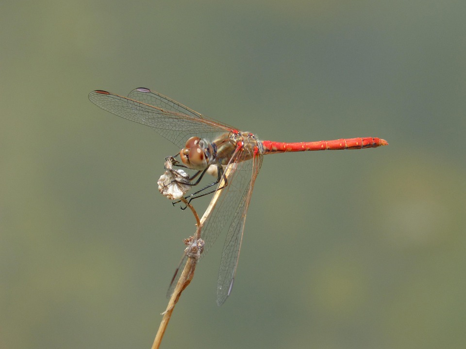 Libelle Rote Insekten Kostenloses Foto Auf Pixabay Pixabay Libelle Rote Insekten Kostenloses Foto Auf Pixabay Pixabay