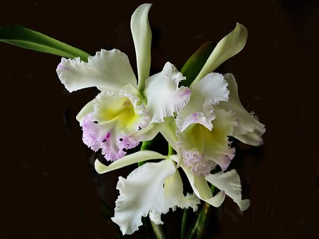 Blume, Orchidee, Natur, Pflanzen