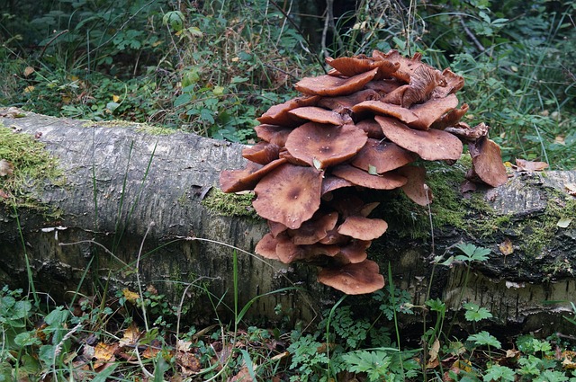 Free Fungus Log photo and picture