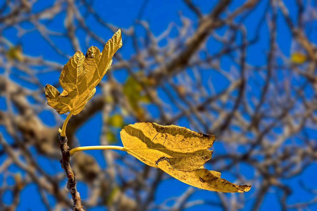 Hojas Otoño Árbol Foto gratis en