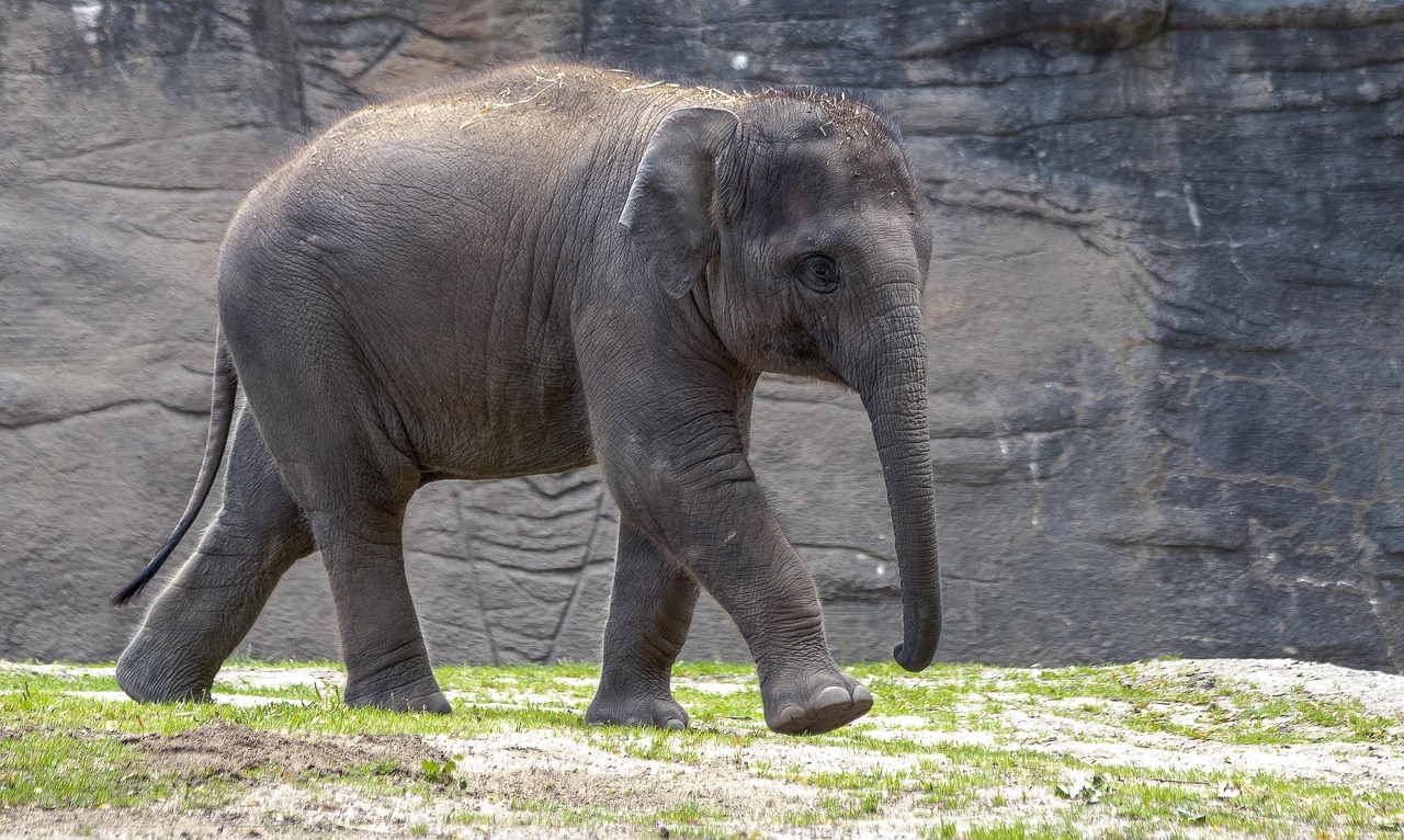 Elephant Calf Zoo Young - Free photo on Pixabay