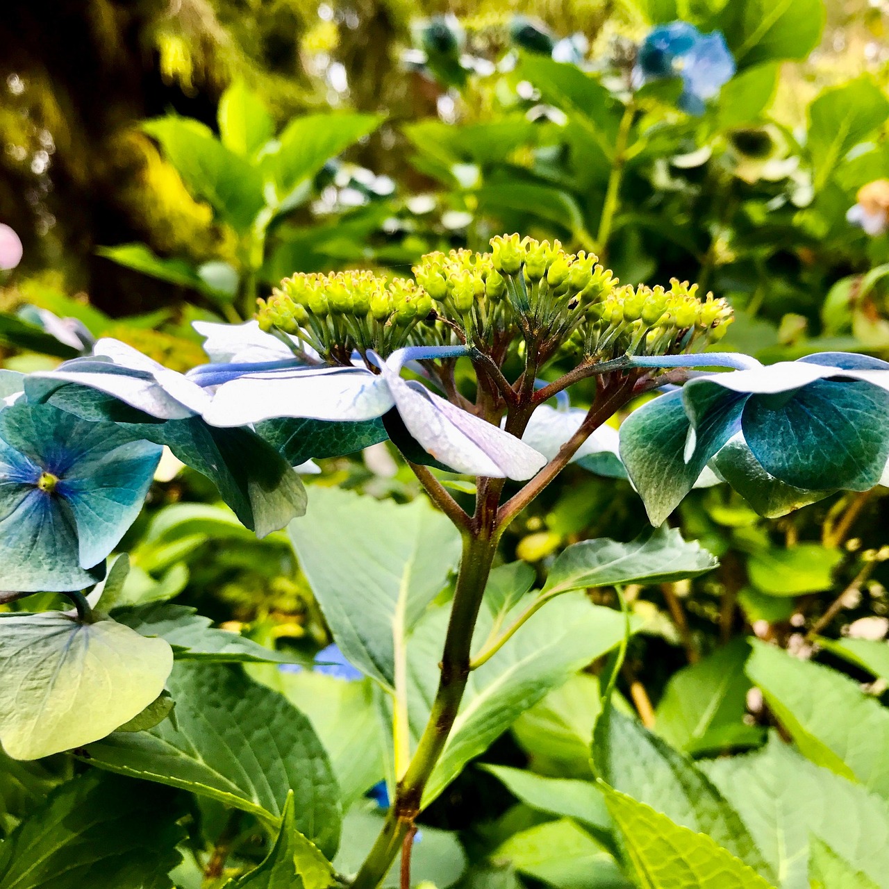 Viola Ortensia Peonia Fiore Floreale Nero Lettera A PopSockets PopGrip Intercambiabile