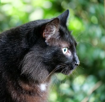 Free Cat Black photo and picture