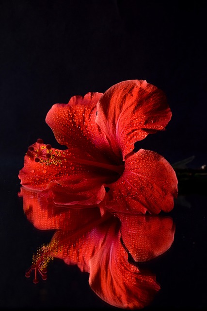 Free Flower Hibiscus photo and picture