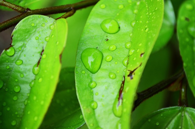 Hoja, Gotas De Agua, Gotas, Naturaleza