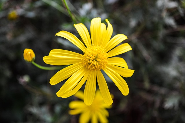 Flores De Color Amarillo, Polen