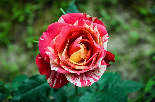 Rosa, Flor, Jardín, Pétalos, Bloom