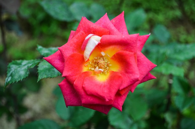 Rosa, Flor, Jardín, Pétalos, Bloom