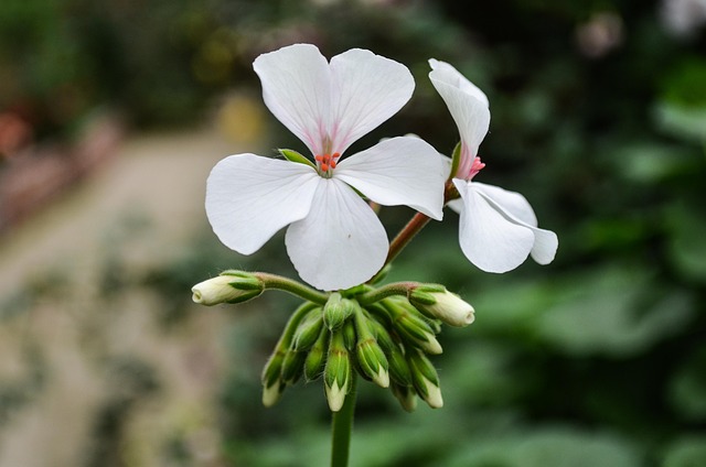 Geranio De Hiedra, Flores, Brotes