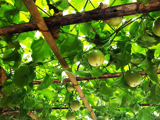 Verde, Frutas, Jardín, Agricultura