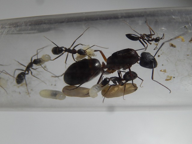 Camponotus Barbaricus Kostenloses Foto auf Pixabay Pixabay