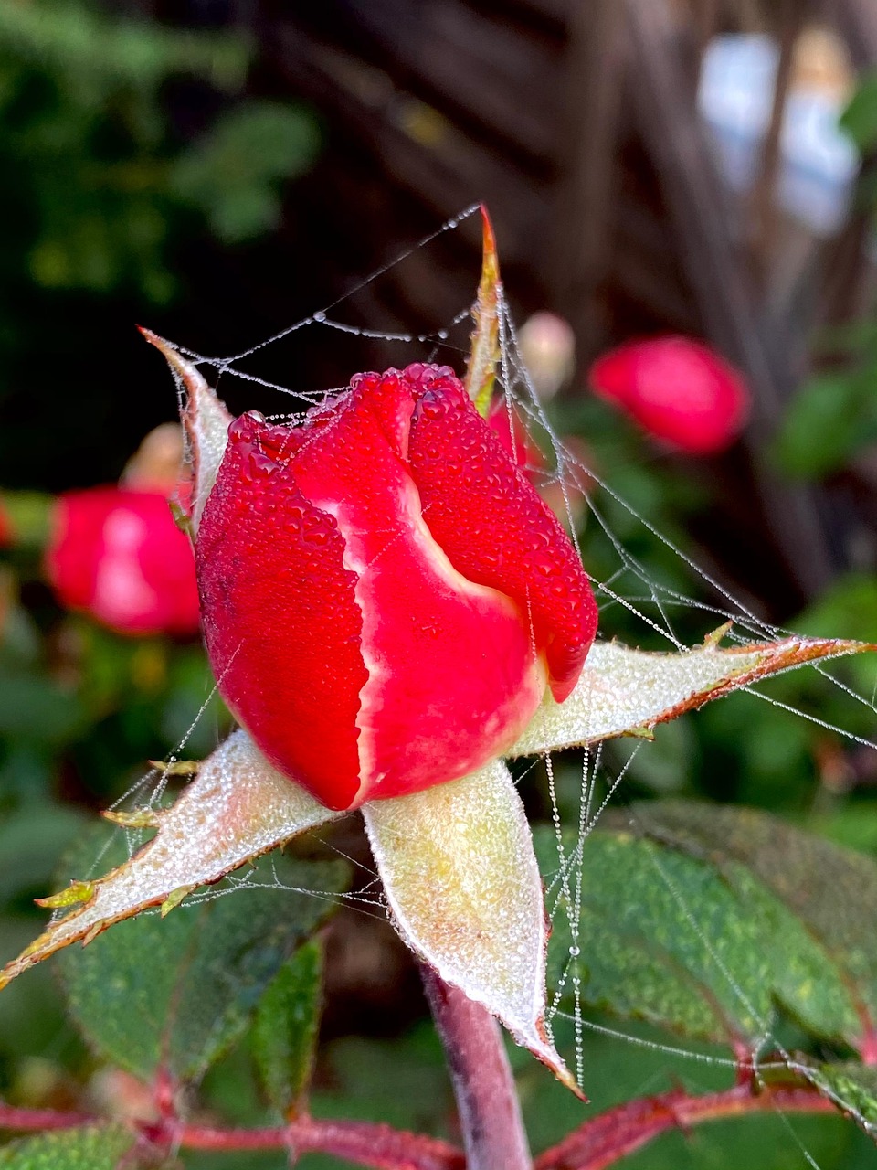 Rose Blossom Bloom - Free photo on Pixabay - Pixabay
