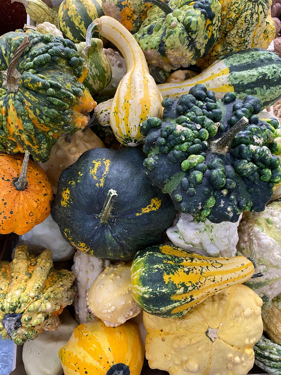 Pumpkin Pumpkins - Free photo on Pixabay