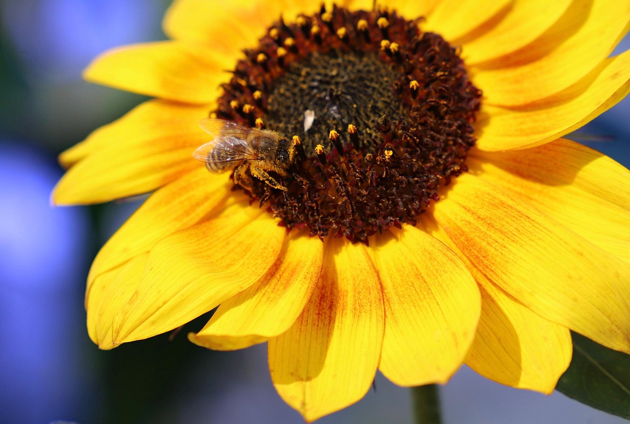 Sunflower Honeybee Bee - Free photo on Pixabay - Pixabay