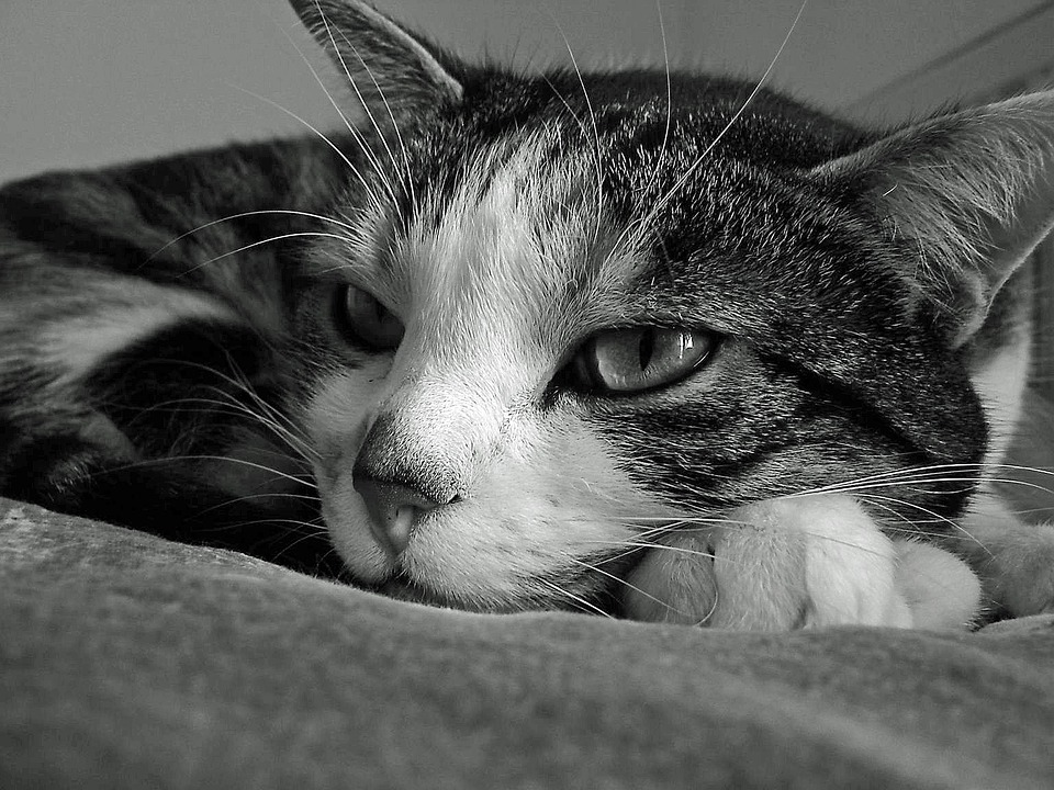 Cat Quiet Free photo on Pixabay Pixabay