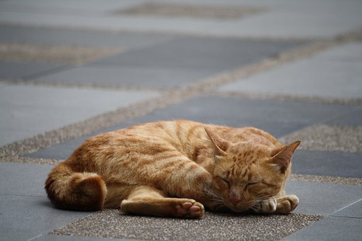 Free Cat Pet photo and picture