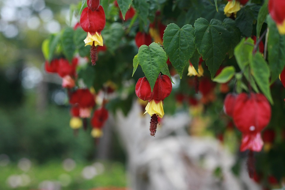 Flores De Abutilon, Flores, Bloom, Flores Rojas, Flor Flores De Abutilon, Flores, Bloom, Flores Rojas, Flor