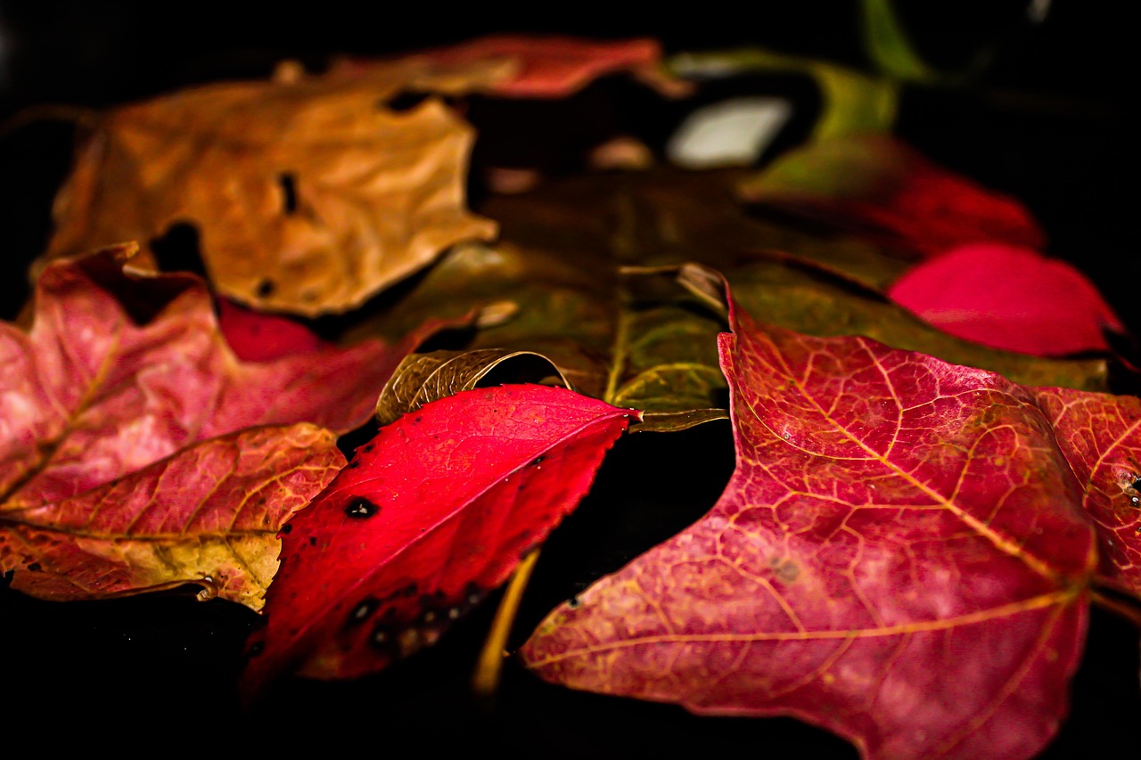 Leaves Autumn Fall - Free photo on Pixabay - Pixabay
