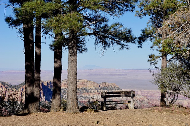 Free Grand Canyon Trees photo and picture