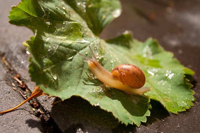 Free Snail Sun photo and picture