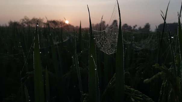 Natur, Solopgang, Landskab, Solnedgang