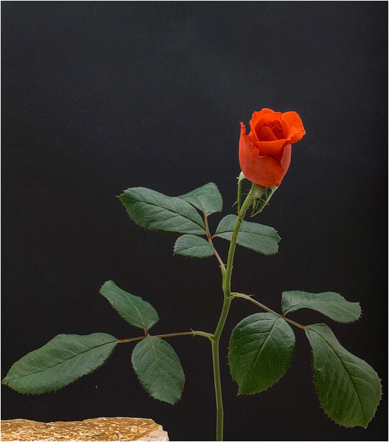 Rose, Bloem, Romantische, Liefde
