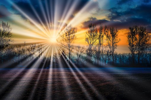 Free Sun Trees photo and picture