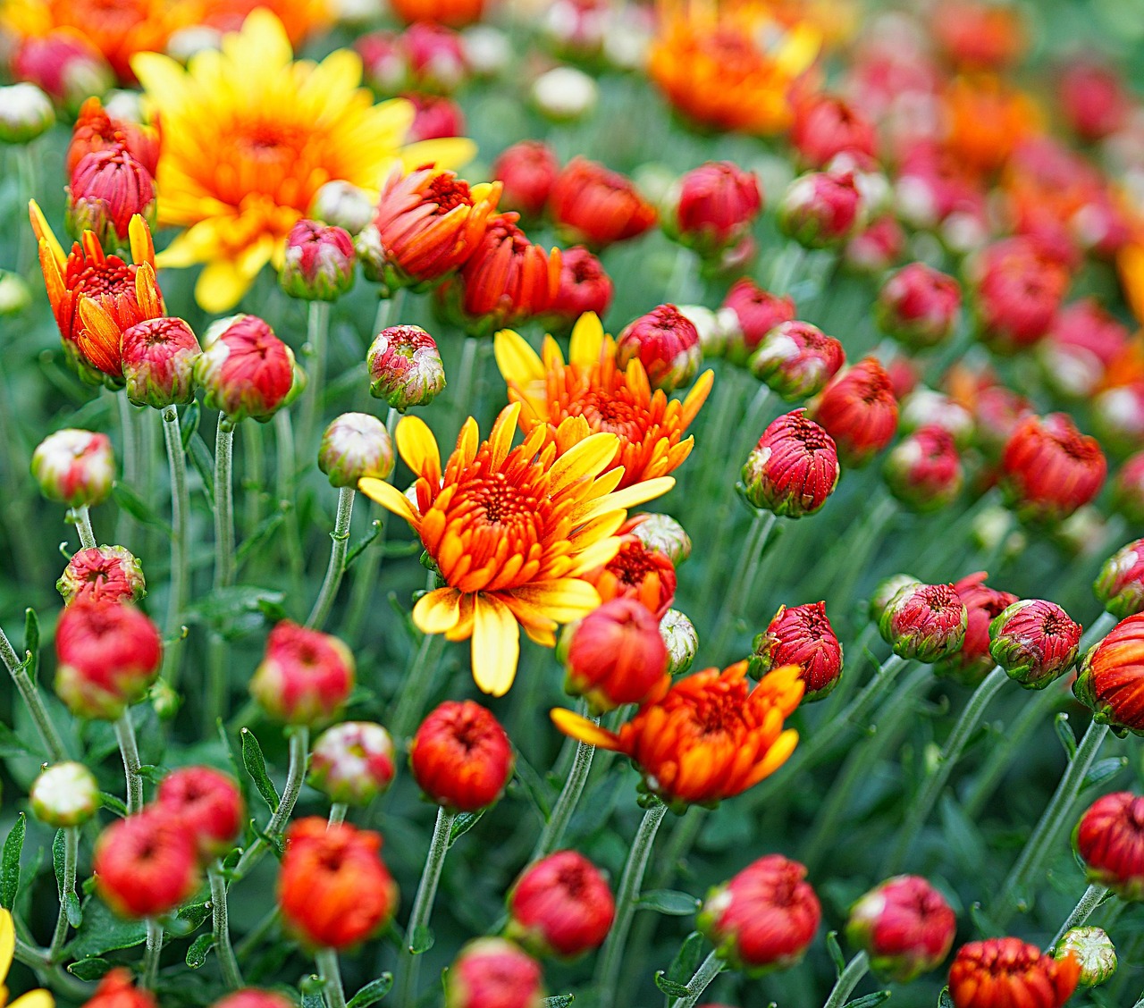 Mums Buds Flowers - Free photo on Pixabay