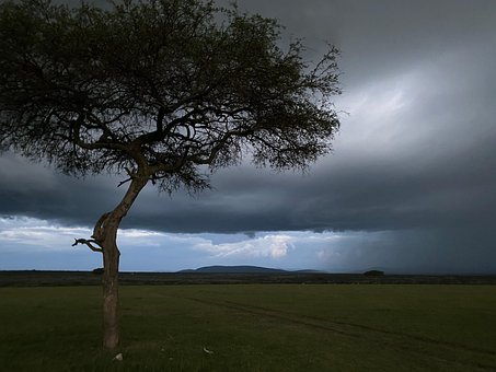 Free Tree Storm photo and picture