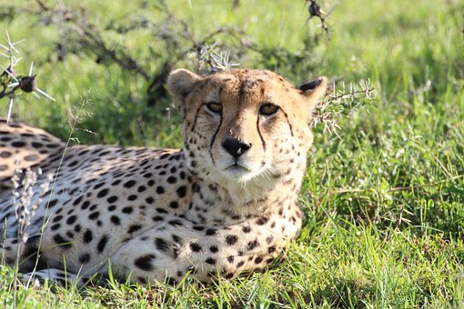 Free Cheetah Animal photo and picture