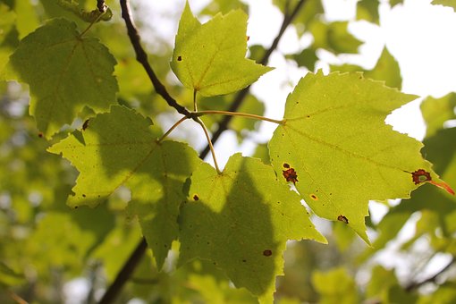 Arce, Sale De, Sol, Árbol, Rama