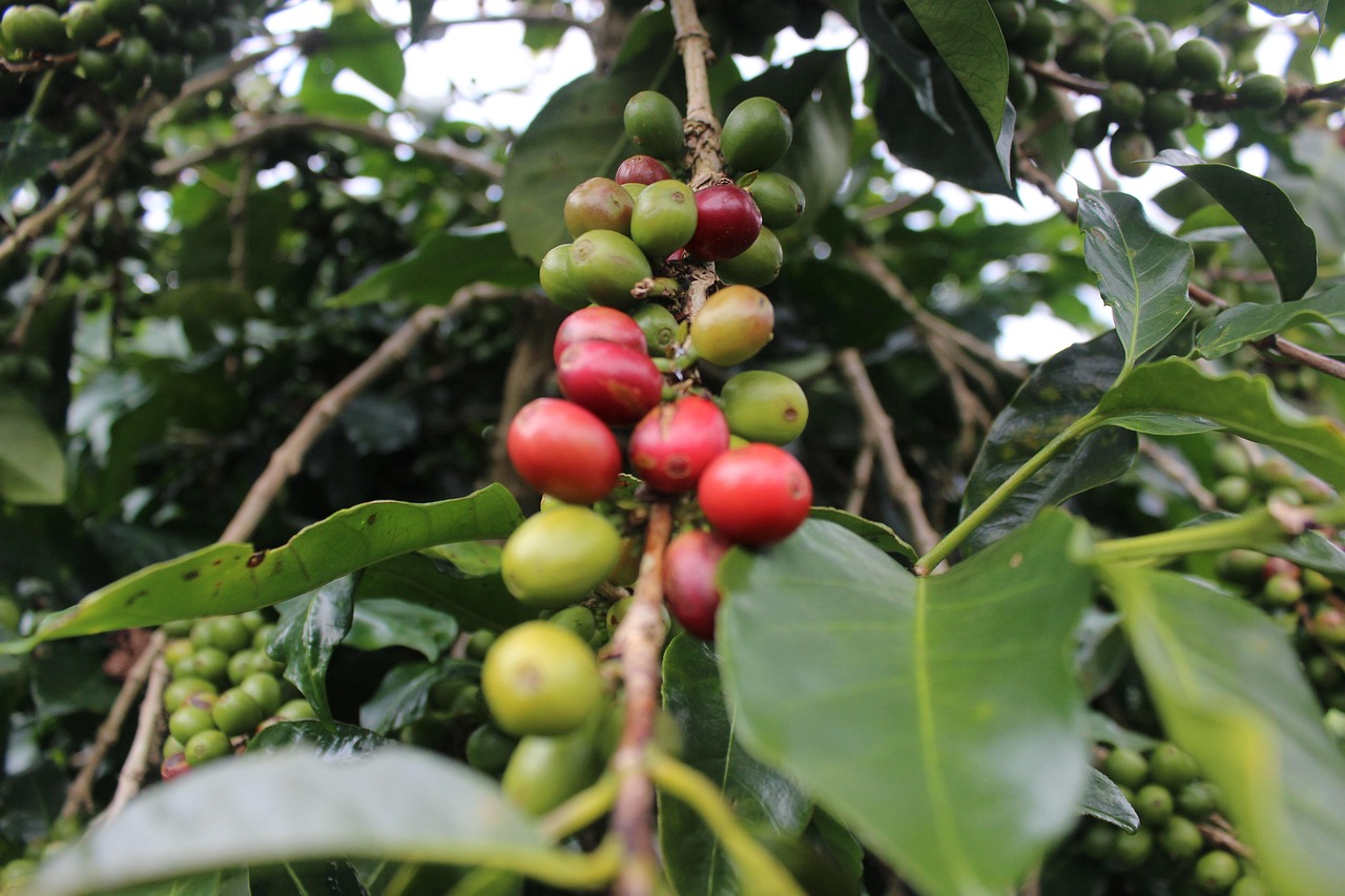 Green And Red Coffee Beans Free photo on Pixabay Pixabay