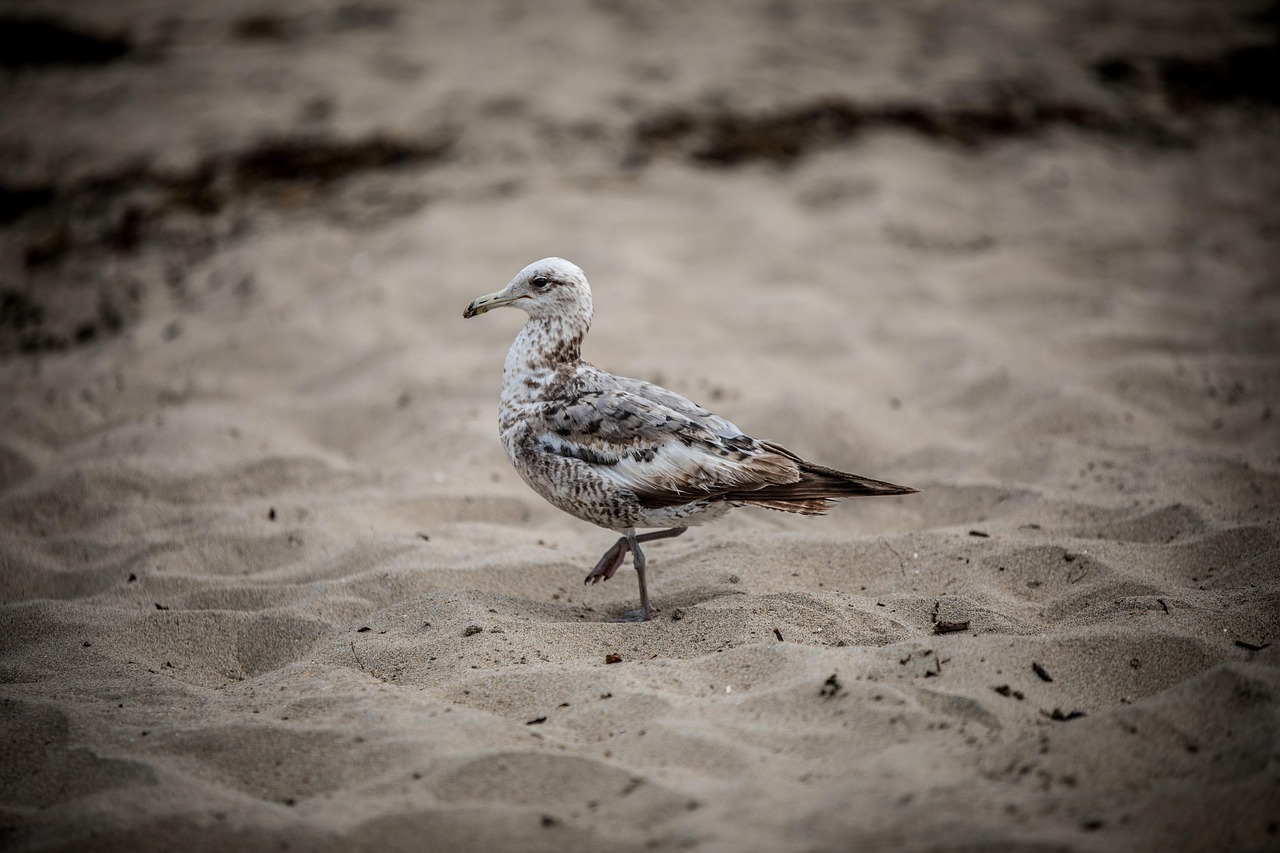 Oiseau Mouette Sable Photo Gratuite Sur Pixabay Pixabay Oiseau Mouette Sable Photo Gratuite Sur Pixabay Pixabay