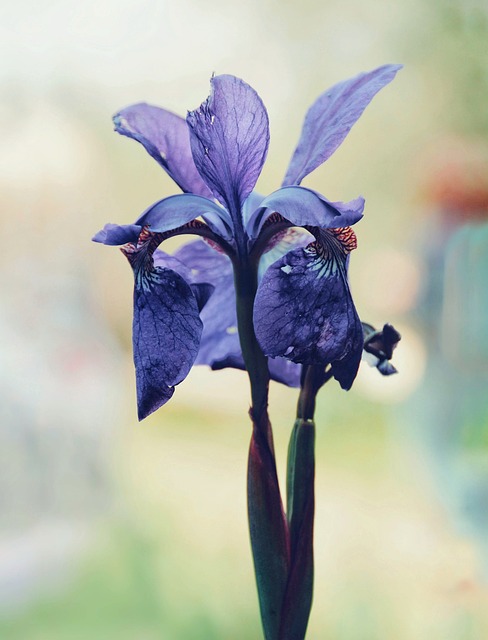 Free Flower Flower Background photo and picture