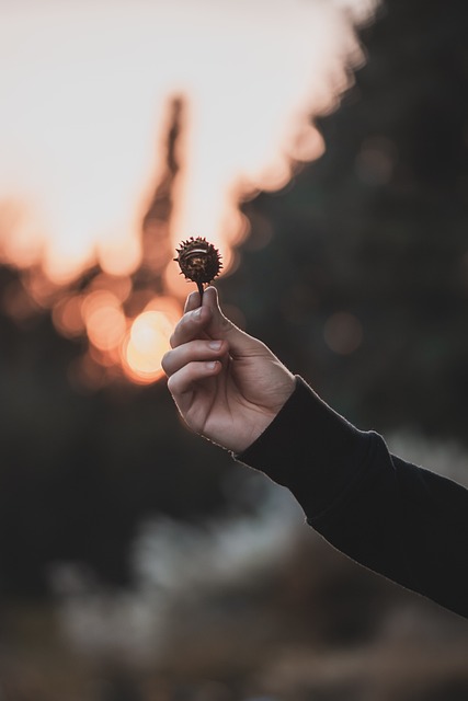 Free Chestnut Prickly photo and picture