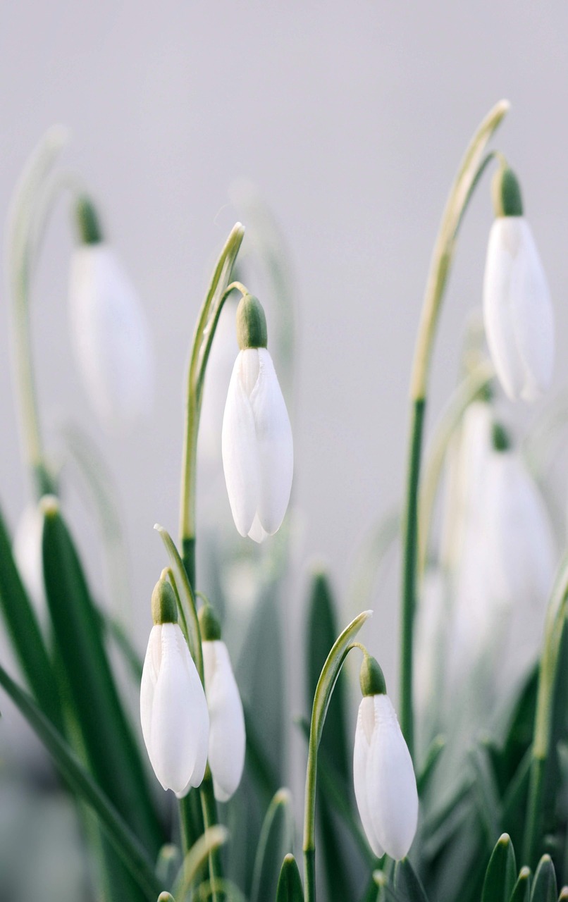 Free Spring Snowdrops photo and picture