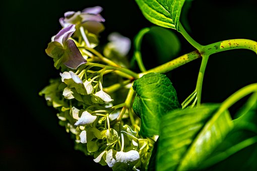 Blomster, Blade, Plante, Løv, Grønt