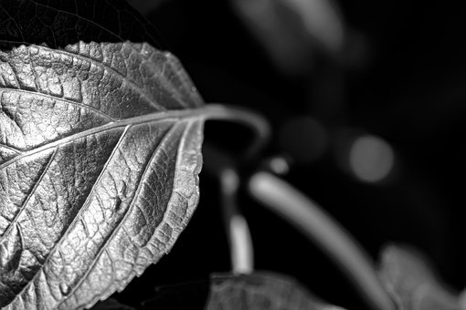Blad, Plante, Natur, Flora, Have, Stilk