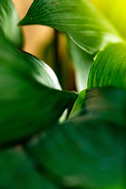 Blade, Plante, Natur, Løv, Grønt, Flora