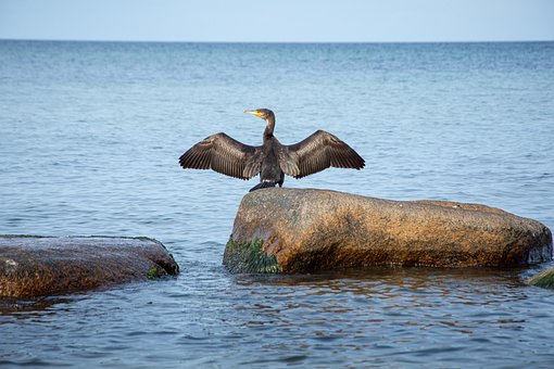 Meer, Kormoran, Vogel, Seevögel