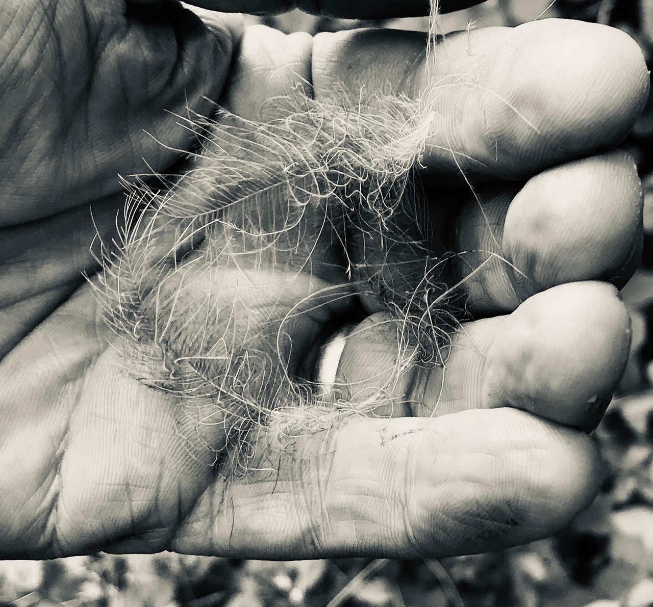 Hand Feder - Kostenloses Foto auf Pixabay - Pixabay