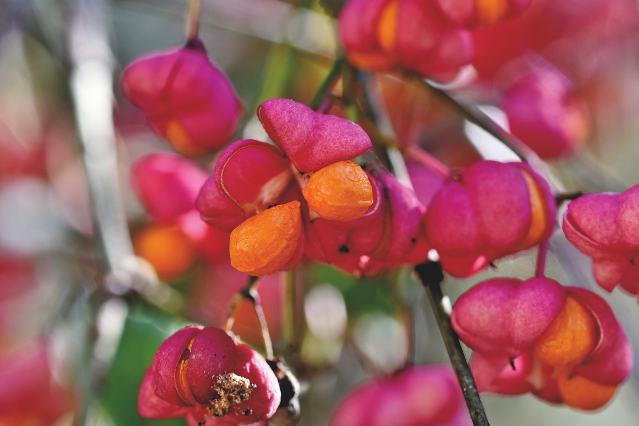 Spindle Shrub Tree Spill Free photo on Pixabay Pixabay