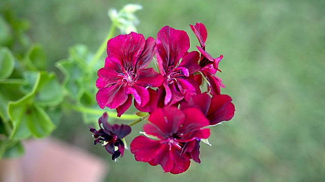 Bloem, Bloemen, Plant, Tuin, Planten