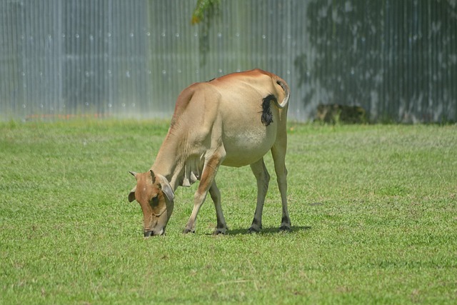 Free Cow Ruminant photo and picture