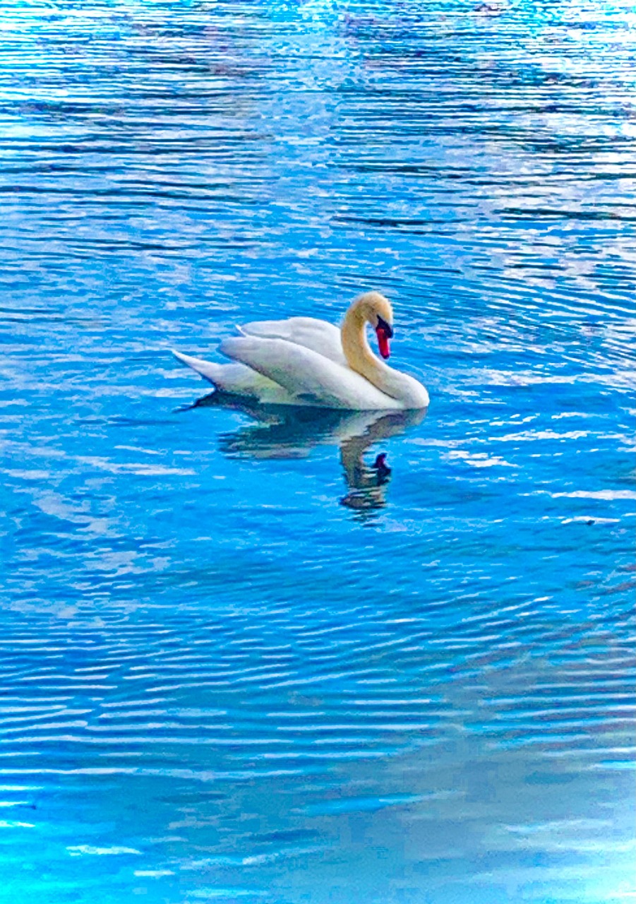 Cygne Eau Les Animaux Des - Photo gratuite sur Pixabay - Pixabay