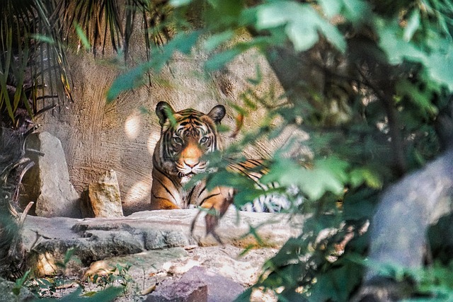 Tiger, Zoo, Natur, Blick, Pflanzen
