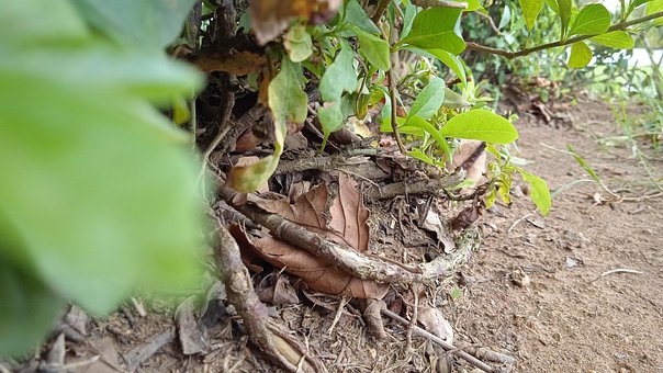 Free Earth Forest photo and picture